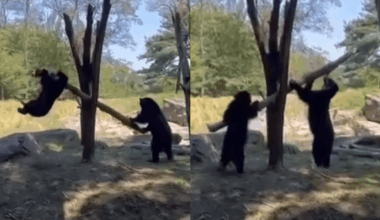 Amusing Video Shows Two Andean Bears Playing Seesaw – But Does It Count As Tool Use?
