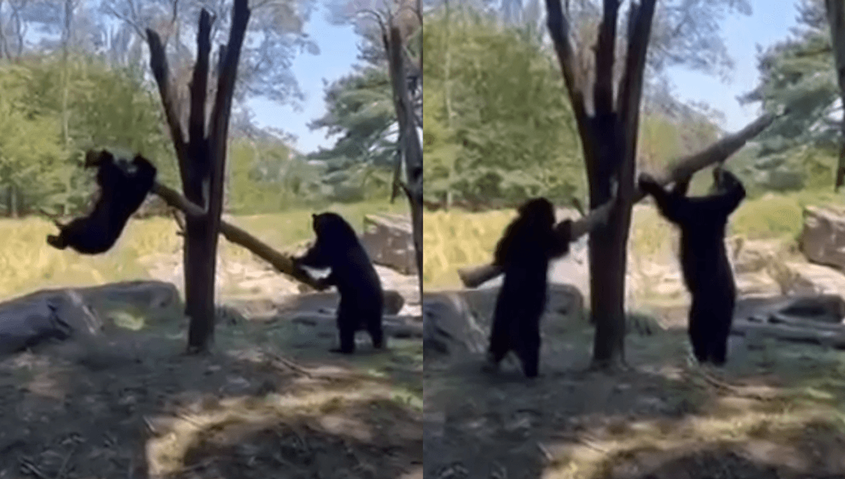 Amusing Video Shows Two Andean Bears Playing Seesaw – But Does It Count As Tool Use?