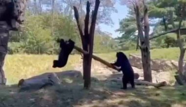 Two black bears are playing on a seesaw made from a fallen tree; one bear is pushing the log up while the other is lifted into the air. Trees and rocks are visible in the background on a sunny day.