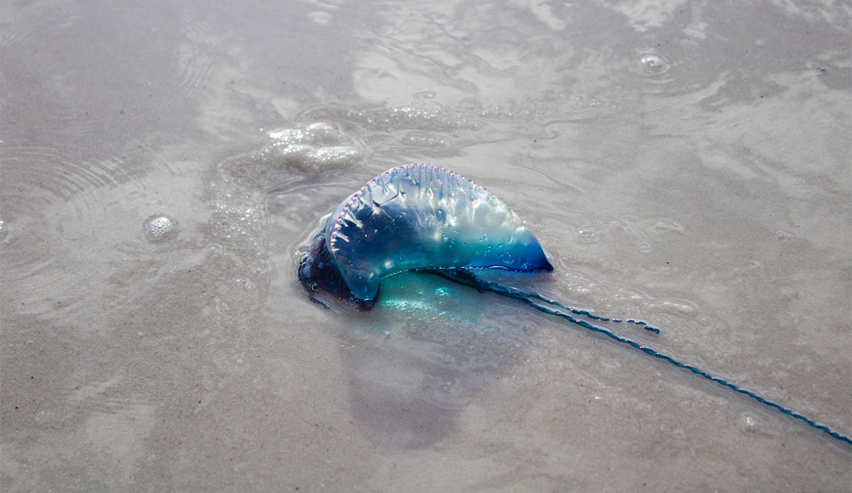 Bluebottle jellyfish on a beach