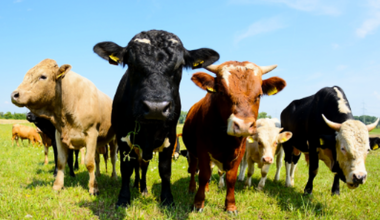 Bluetongue vaccine to be made available to local farmers next year