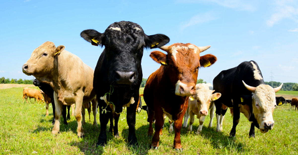 Bluetongue vaccine to be made available to local farmers next year