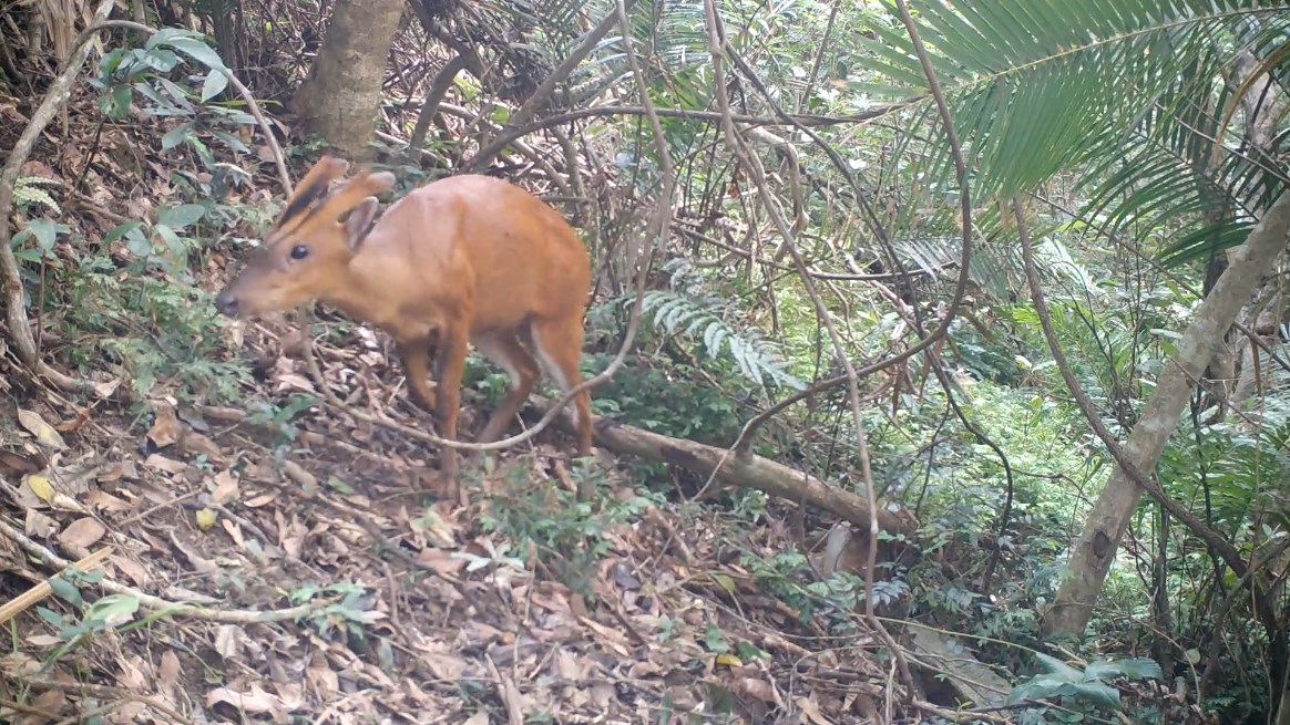 A barking deer in Hong Kong. Photo: Screenshot, via Chris Owen.