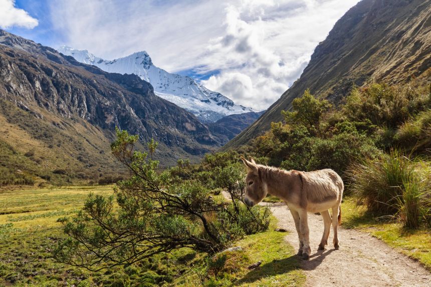 A donkey seen at the Huascaran National Park in Peru.