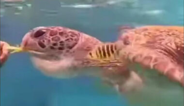 Bangkok Post - Similan sea turtle rescued after swallowing tourist’s wristband