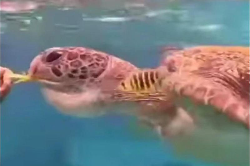 A veterinarian tries to remove a 20cm wristband from a sea turtle that had inadvertently swallowed it, during a rescue operation at Mu Ko Similan National Park in Phangnga province. (Photos: Mu Ko Similan National Park)