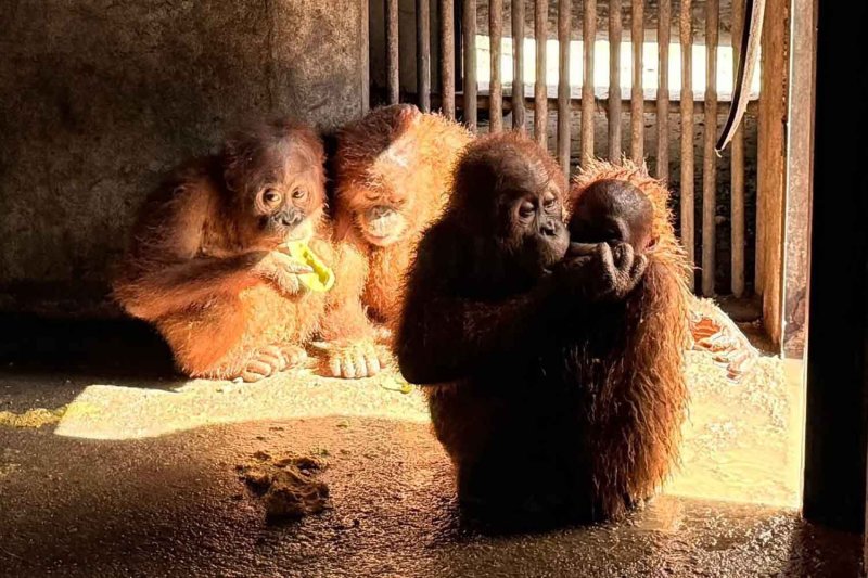 The four orangutans (photo supplied)