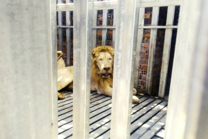 Bangkok Post - Starving lions, bears found caged in abandoned Cambodian border casino