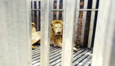 Starving lions, bears found caged in abandoned Cambodian casino Bangkok Post Learning