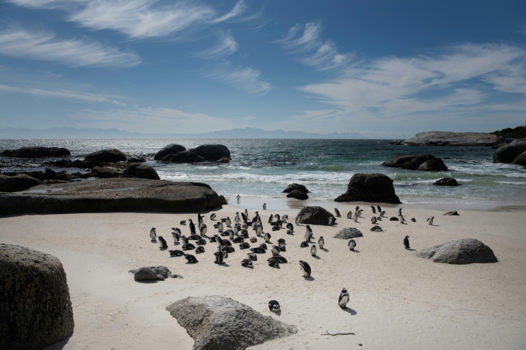 Fewer than 10,000 breeding pairs of the small, black and white African Penguin are left globally. (Photo: AFP)