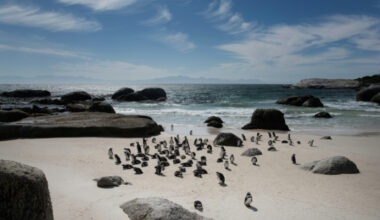Bangkok Post - African penguins ‘starved en masse’ off South Africa