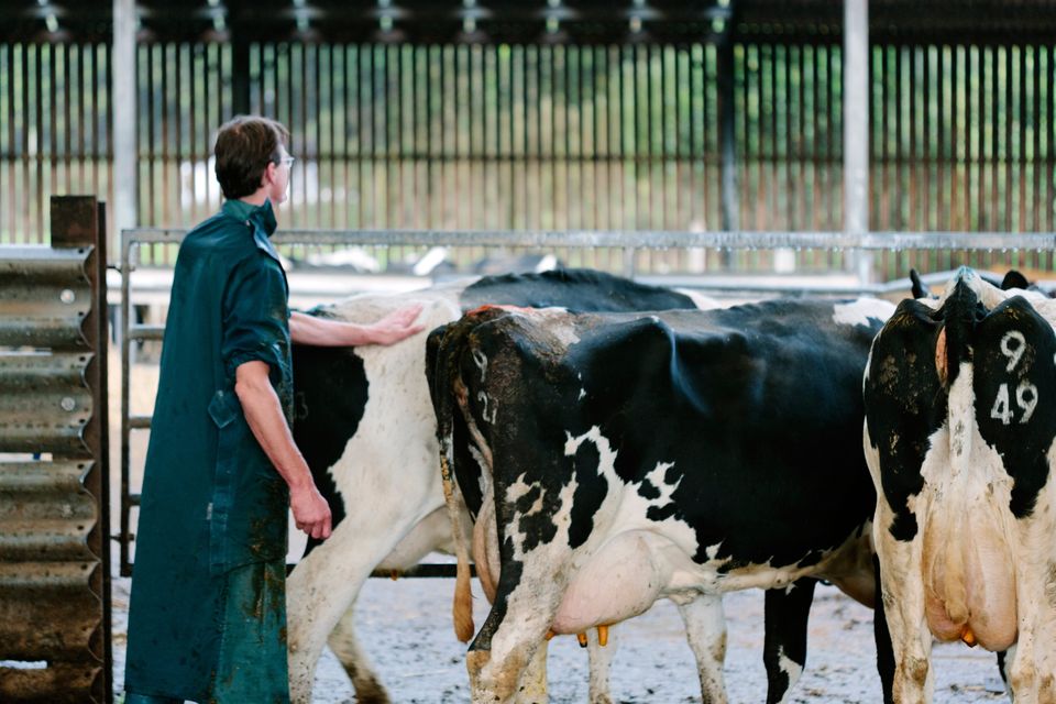 Department officials in Northern Ireland say no country affected by the disease has managed to eradicate it.