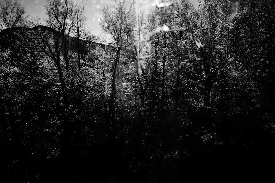 A black-and-white photo of leafless trees in a forest with sunlight filtering through branches
