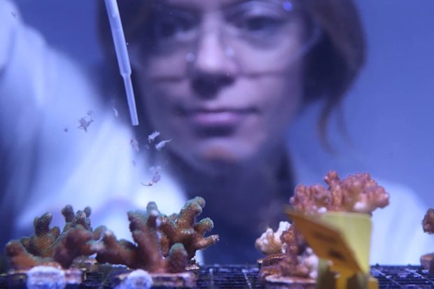 Dr Jen Matthews, coral scientist at the University of Technology Sydney, tests supplements on baby coral.