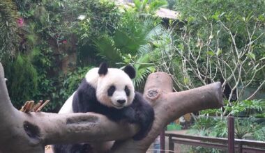 Live: Endearing moments of giant pandas in S China's Hainan Province