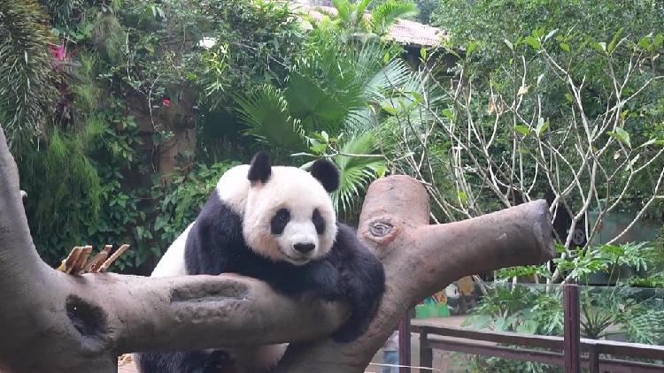 Live: Endearing moments of giant pandas in S China's Hainan Province