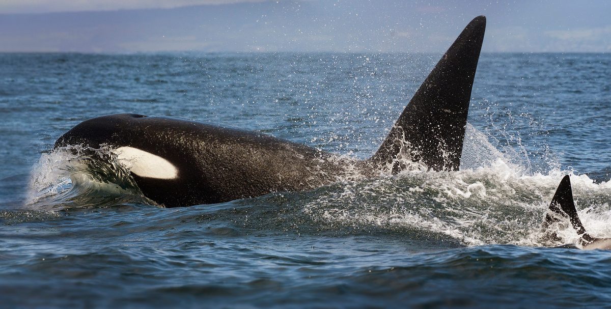 Moss Landing, California, May 2023: Close up of Killer or Orca Whales breaching the water not far outside Moss Landing taken from an early May whale watch tour.