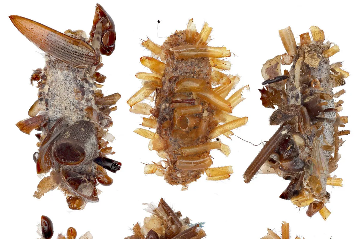 Three strange looking cylindrical creatures covered in hollow yellowish tubes.