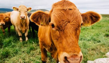 Collooney vet issue warning around Bluetongue spread