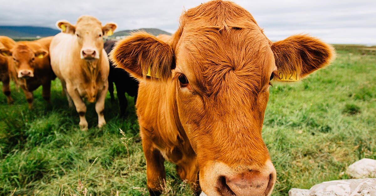 Collooney vet issue warning around Bluetongue spread