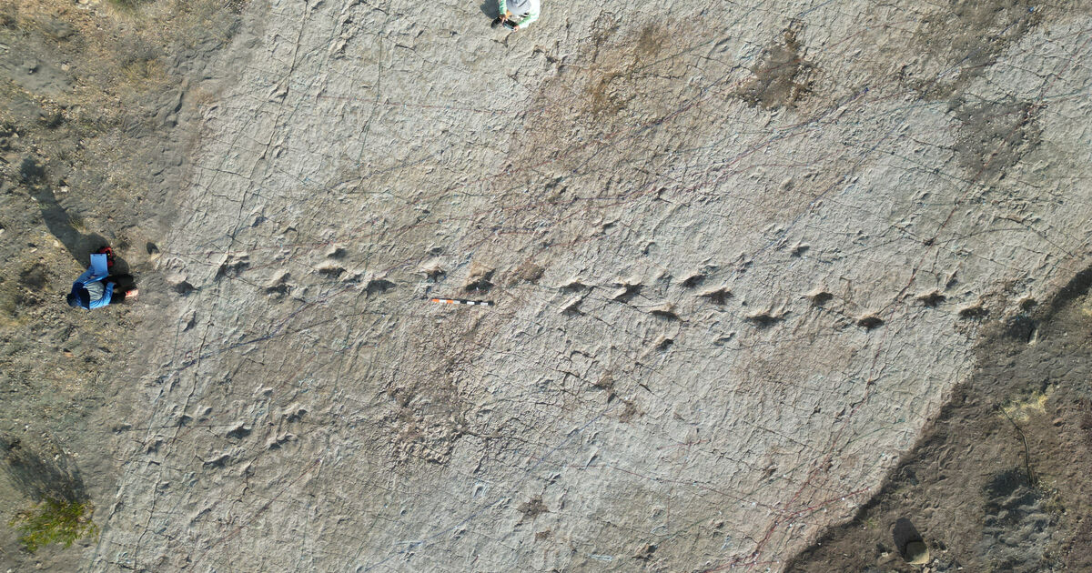 Loma Linda University researchers help unlock the story of the world’s largest dinosaur tracksite