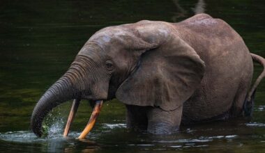 Wildlife Poachers to Be Targeted Using State of the Art AI Listening Technology