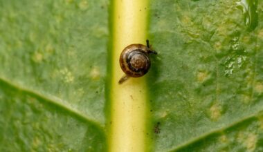 Thought Extinct, Snail Scientists Embark on Largest Snail Breeding and Reintroduction Effort in History