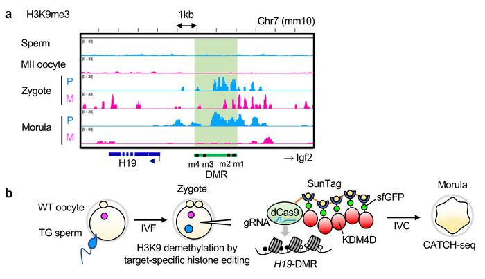 Figure 2. Target-specific removal of H3K9me3 around H19-DMR. a) H3K9me3 appears at paternal H19-DMR...
