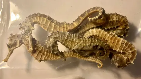 In a transparent plastic bag, five seahorses and in the centre a dead male seahorse with a pouch showing he was pregnant when caught.  Males carry seahorse young and can give birth to several hundred.
