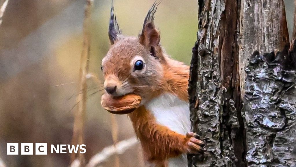 How 'citizen scientists' helped red squirrels return to Aberdeen