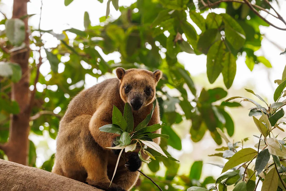 Lumholtz's tree-kangaroo (Dendrolagus lumholtzi). 