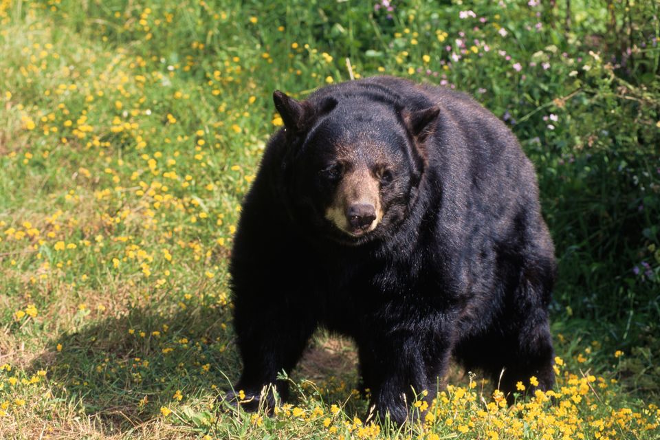 A 225kg bear has been disturbing Mr Johnson since November. Photo: Getty