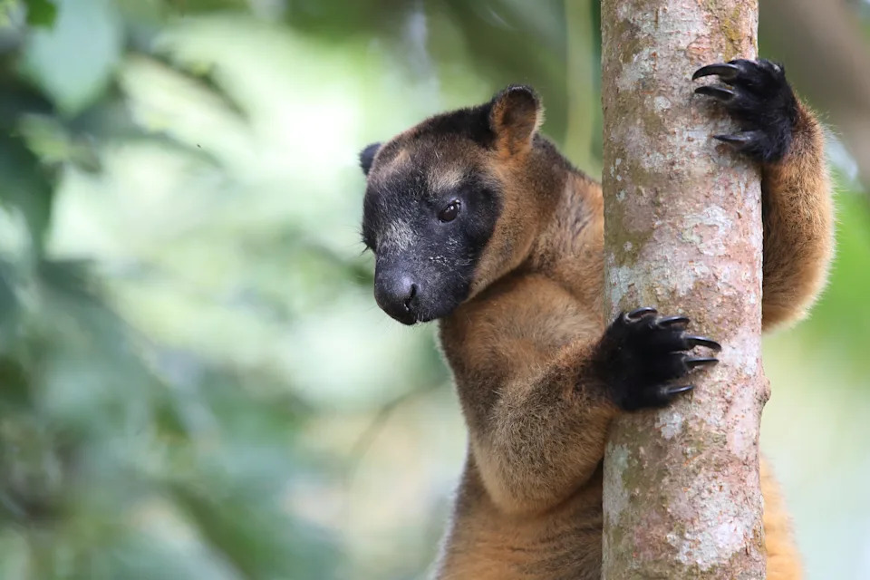 A Lumholtz's tree-kangaroo (Dendrolagus lumholtzi) rests high in a tree in a forest in Queensland. 