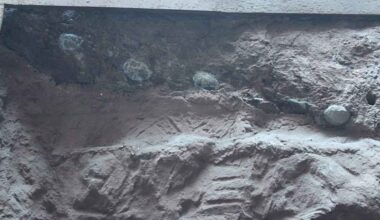 Dinosaur eggs as large as cannonballs are found filled with giant crystals