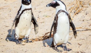 60,000 African Penguins Starved to Death, Study Reveals