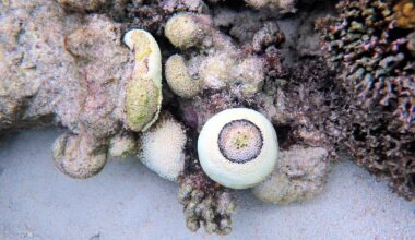 Heat Stress, Disease Decimate Goniopora on Great Barrier Reef