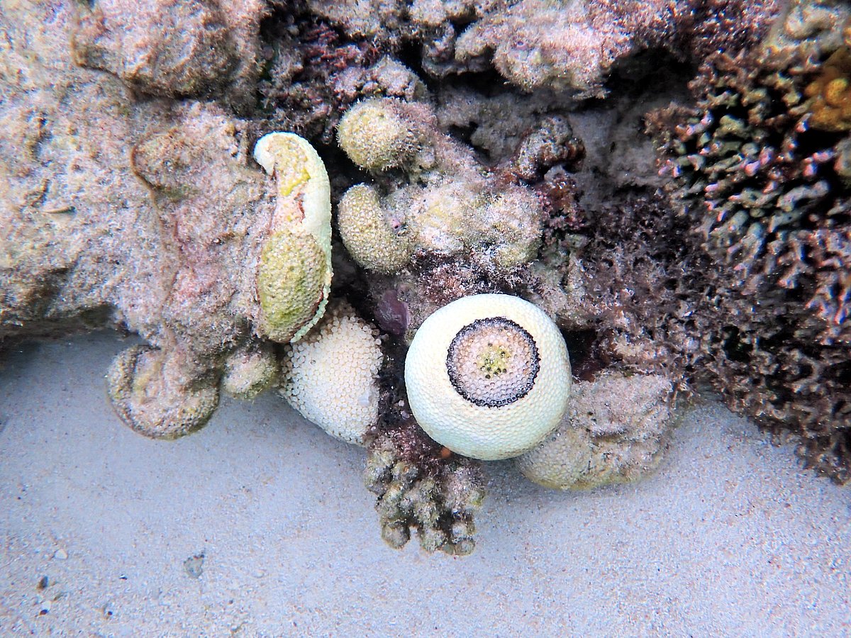 Heat Stress, Disease Decimate Goniopora on Great Barrier Reef