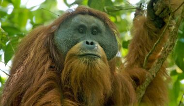 Tapanuli Orangutan Crisis: Cyclone Senyar's Devastating Impact