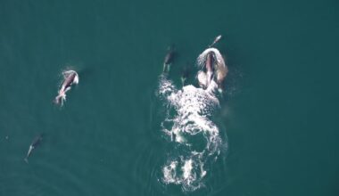 Watch Rare Video of Orcas Teaming Up With Dolphins to Hunt Giant Salmon
