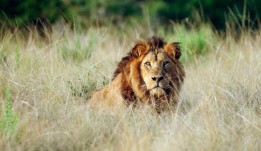 Africa’s wildlife has lost a third of its ‘ecological power,’ study says