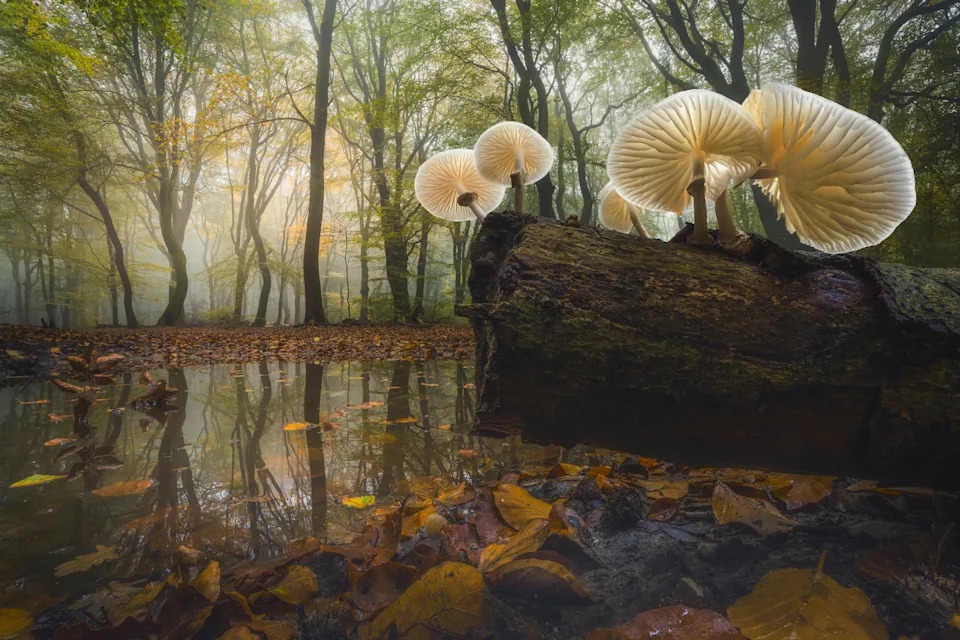 mushrooms blooming on a log in a swamp area