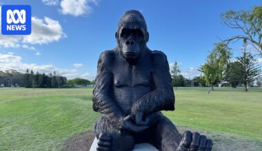 Large gorilla sculpture installed in Batemans Bay park divides opinion