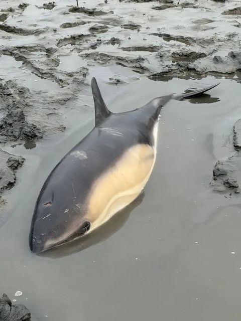27 common dolphins were found stranded in Ballyvaughan, Co Clare on Sunday. Photo: IWDG
