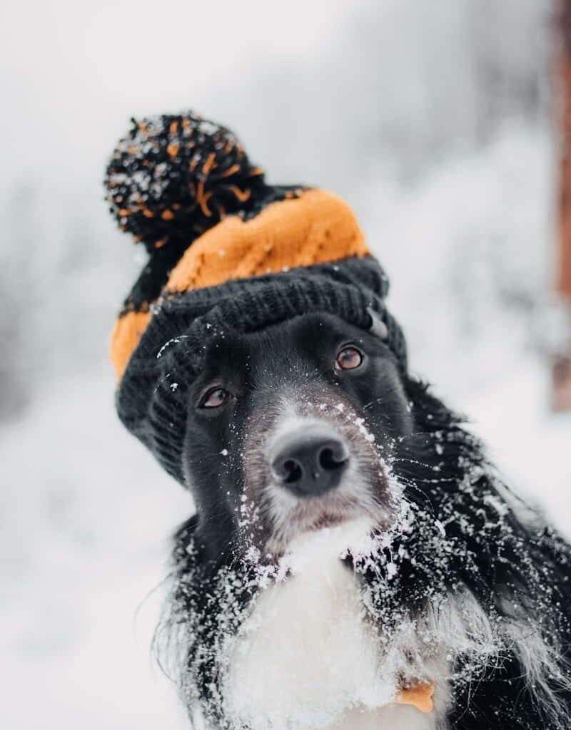 adult short-coated dog sitting snow while wearing orange and black hat
