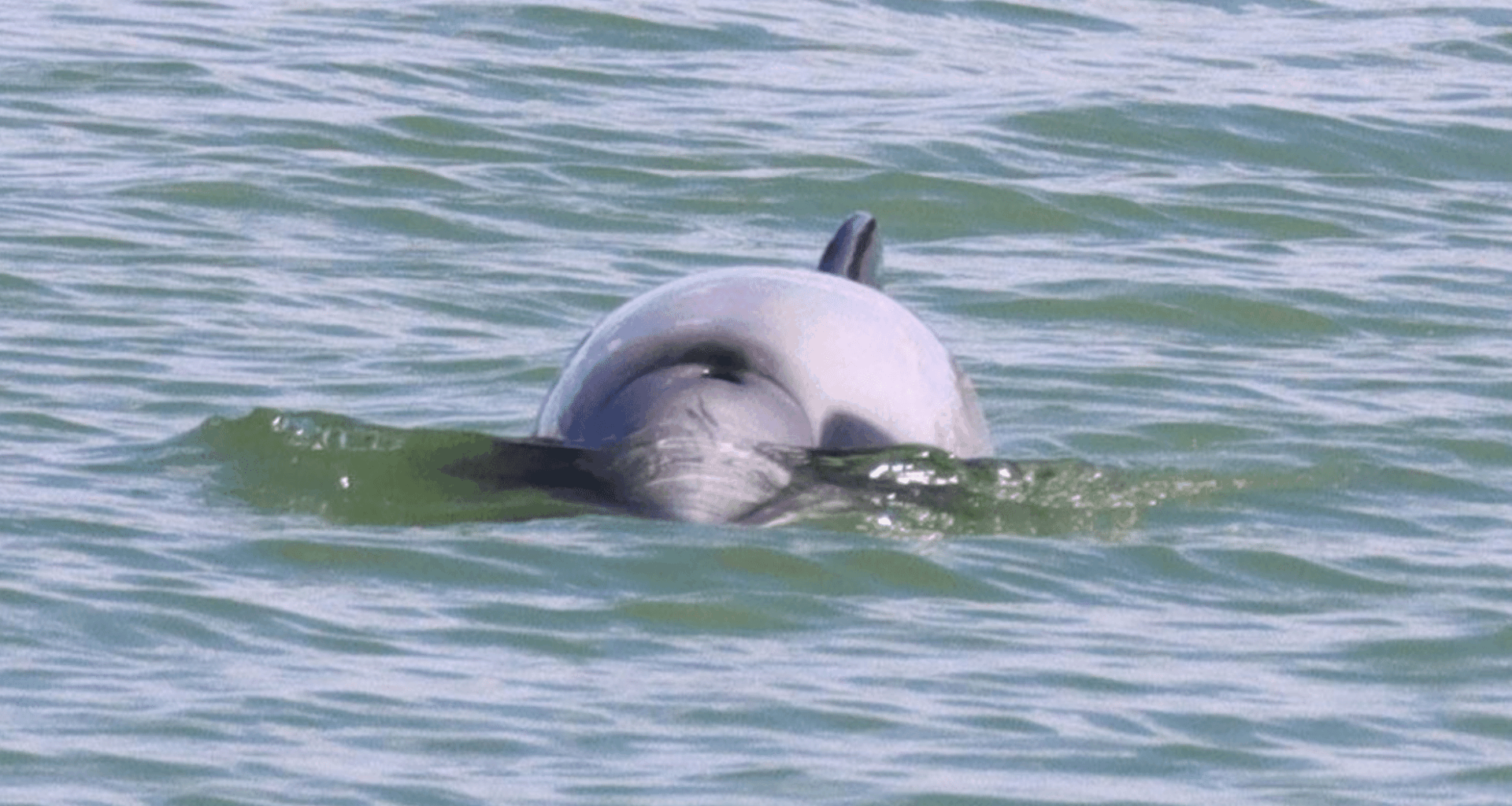 Extremely Rare Dolphin Seen Off New Zealand May Be One Of Only 54 Left In The World