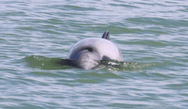Extremely Rare Dolphin Seen Off New Zealand May Be One Of Only 54 Left In The World