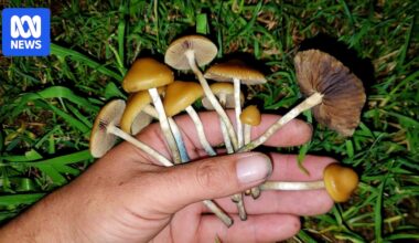 Magic mushroom use rises despite concerns about little known paralysis syndrome