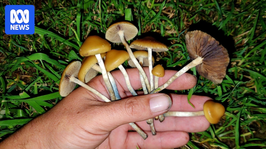 Magic mushroom use rises despite concerns about little known paralysis syndrome