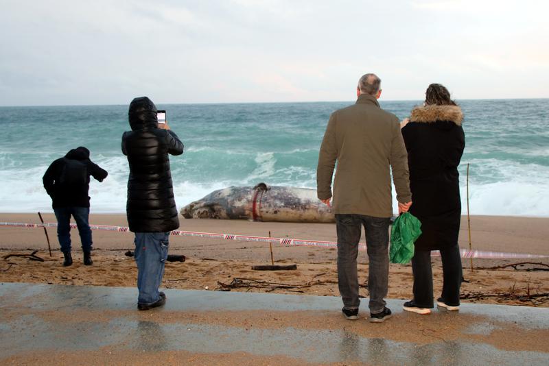 People take photos at the body of a sperm whale calf stranded on the beach of Platja d'Aro