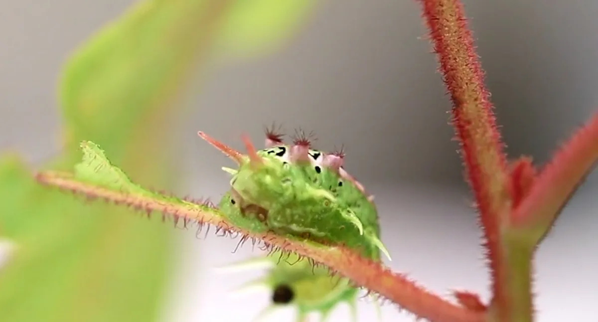 Little-known benefit of backyard creature famous for causing 'instant burning pain'